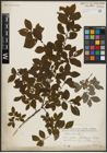 Foto von Salix aurita L.